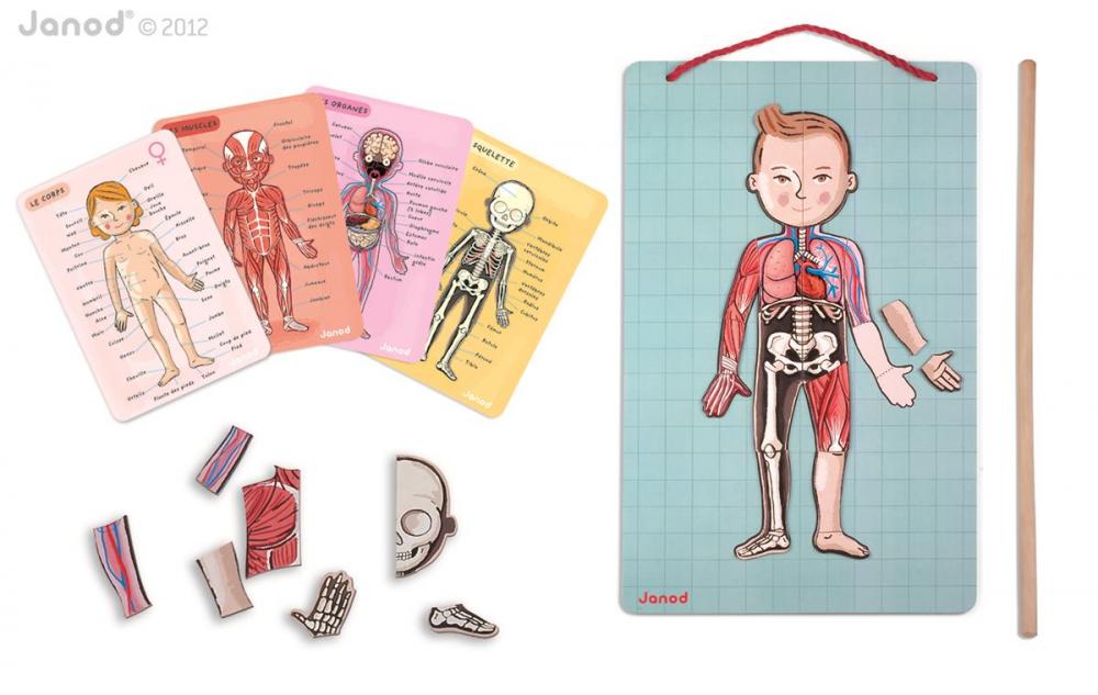 Janod Magnetick skladaka udsk telo Bodymagnet